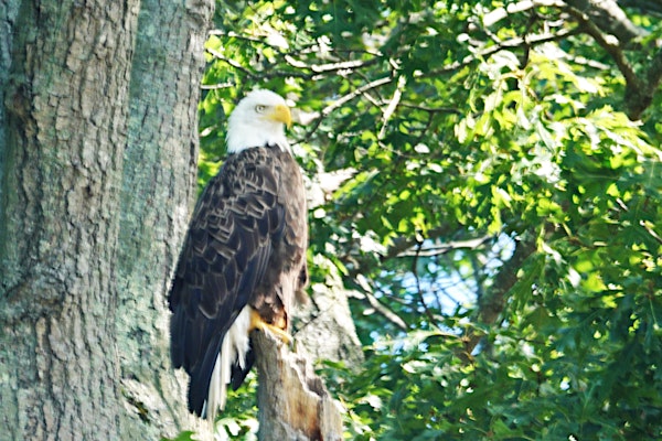 Plan your paddling adventure at Stewart B. McKinney NWR with essential tips for an unforgettable experience on the water.