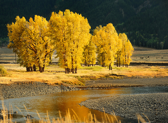 Vibrant fall trees demonstrating color and light for autumn photography tips.